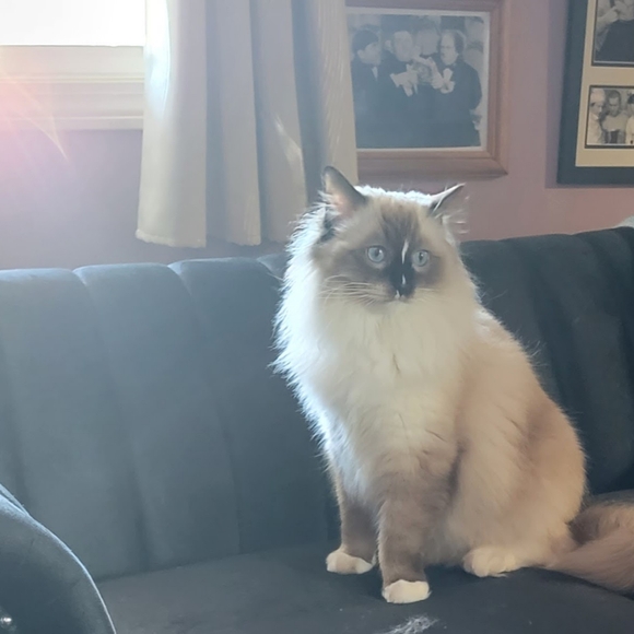 Meet your Posher, Patricia - Picture 1 of 1